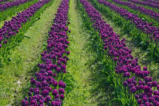 Rows of beautiful purple spring tulips