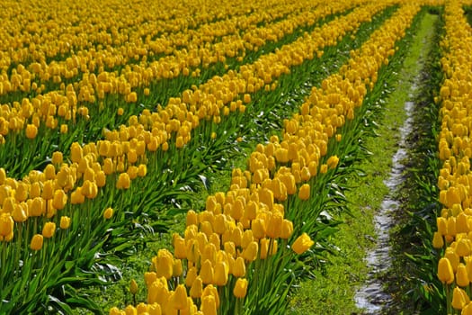 Rows of beautiful yellow spring tulips