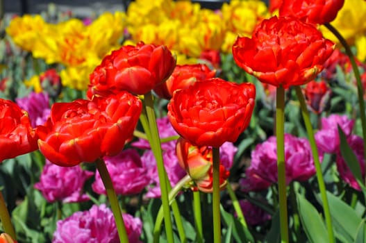 Red double tulips in colorful spring garden