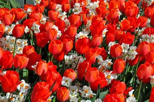 Beautiful red spring tulips and white daffodils