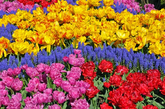 Beautiful spring tulips and muscari flower garden