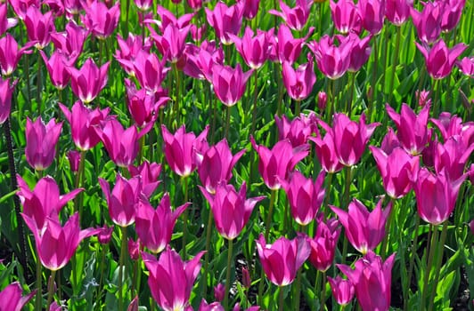 Beautiful purple tulips blooming in sunshine