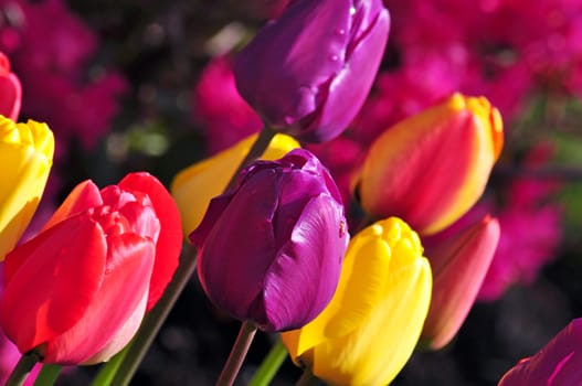 Pretty colorful tulips in springtime