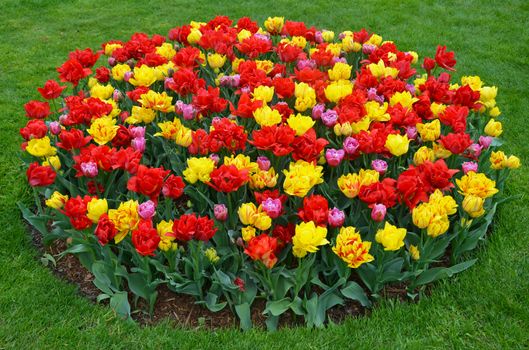 Red and yellow tulips round shaped garden in spring