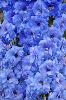 Close up of beautiful blue delphinium flowers