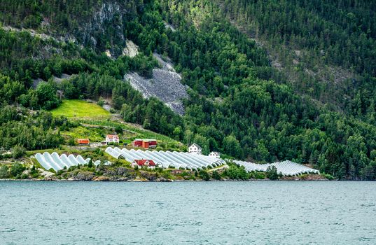 Norwegian agricultural farm with greenhouses on the hill at Naeroy fjord,  Aurlan, Sogn og Fjordane county, Norway