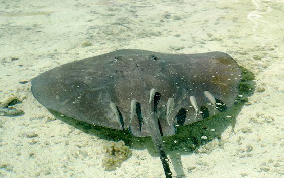 Stingray floating in the turquoise lagoon of Moorea, French Polynesia