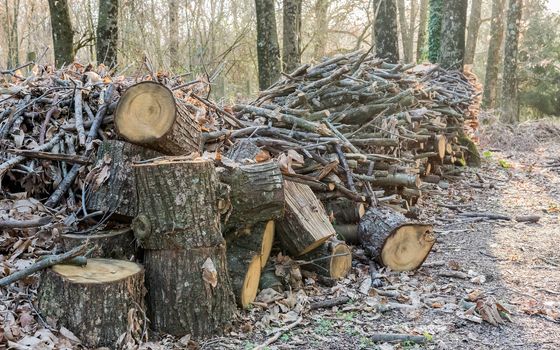 Stack of wood in the forest. Concept for autumn season