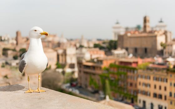 Closeup of a seagull with Rome city centre as background, Italy