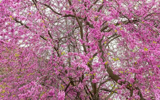 Beautiful purple cherry tree in spring, seen on Palatine Hill in Rome, Italy