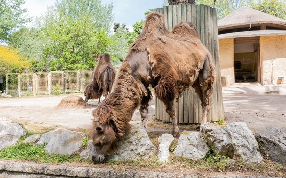 Camels looking for food in a zoo park environment