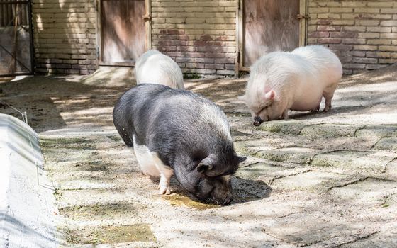 Pigs looking for food in the farm