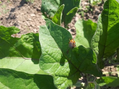 An ant chases a Colorado potato beetle on a leaf of potatoes.