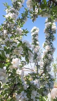 Blooming apple orchard in spring. Apple tree flowers.