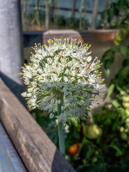 Blossoming onion, Onion Inflorescence, so flowered onions.