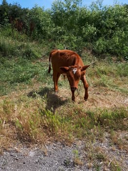 The calf grazes on the grass. cow cub.