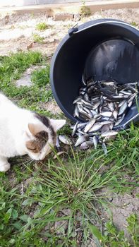 The cat eats fish from a bucket. Fish catch for cat.