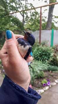Caught swallow in a female hand. Insectivorous bird swallow.