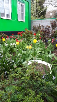 Flowerbed of a garden with flowers near the house.