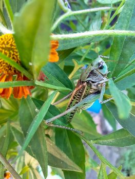 Gray grasshopper of green color in the grass.