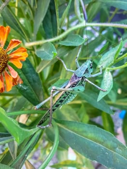 Gray grasshopper of green color in the grass.