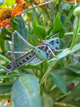 Gray grasshopper of green color in the grass.