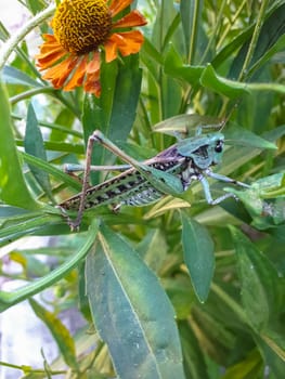 Gray grasshopper of green color in the grass.