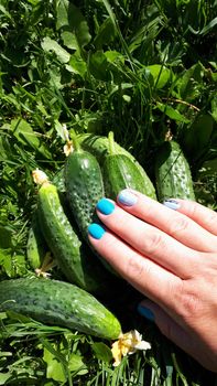Harvest young cucumbers in a woman's hand picking cucumbers.