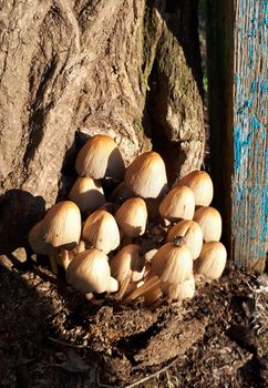 Honey mushrooms grow on rotten wood. Mushrooms are mushrooms.