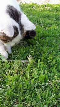 The kitten plays with a large green lizard.