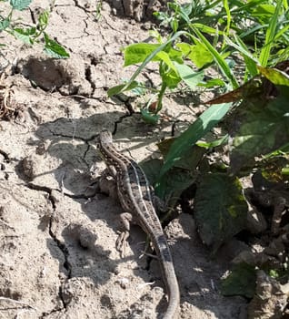 A large gray lizard runs along the ground.