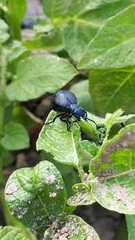 Large black and blue hue beetle Meloe violaceus Meloe violaceus