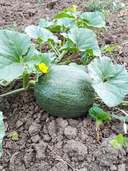 The melon grows on the lashes of the plant. A melon flower, a melon in a vegetable garden.
