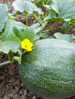 The melon grows on the lashes of the plant. A melon flower, a melon in a vegetable garden.