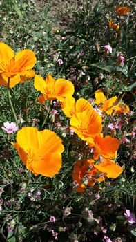 Orange flowers on the flowerbed. Bright flowers.