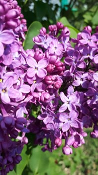 a a Purple lilac blooms. Lilac flowers