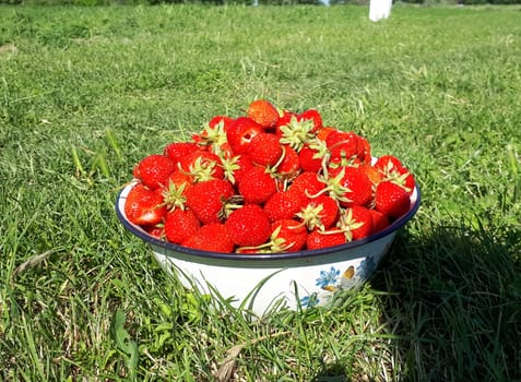 Ripe juicy red strawberry in a white cup. strawberry crop.