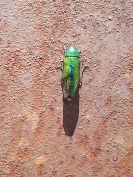 A shiny green beetle crawls on a steel barrel.