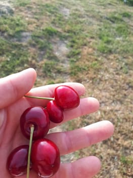 Sweet cherry berries in the hands of the woman who collected them.