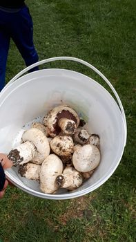 White champignons collected in a bucket. Mushroom picking.
