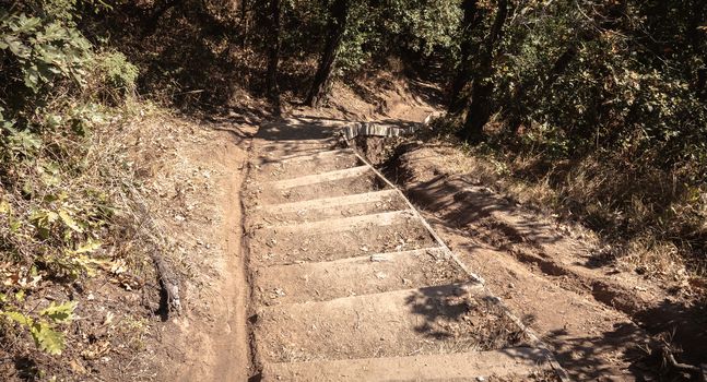 earth and wood staircase in a forest in western France in summer