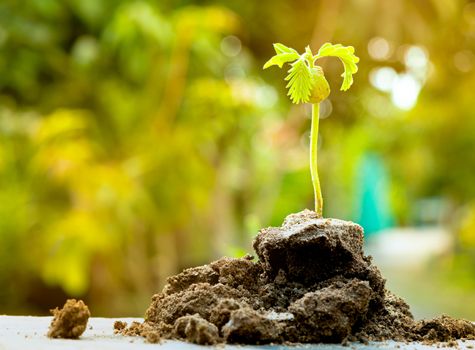 The seedling are growing from the rich soil with sun shining and green nature bokeh background. Green world and earth day concept.