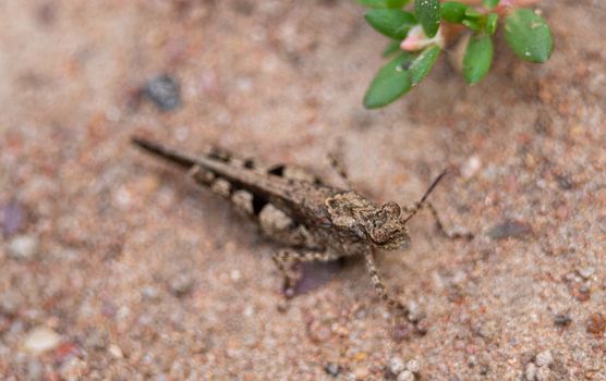 Close up of Insect brown cricket standing on the ground. Concept of wild life insects in nature .