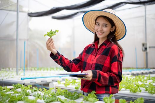 Asian woman farmer using tablet and notebook for inspecting the quality of organic vegetables grown using hydroponics.