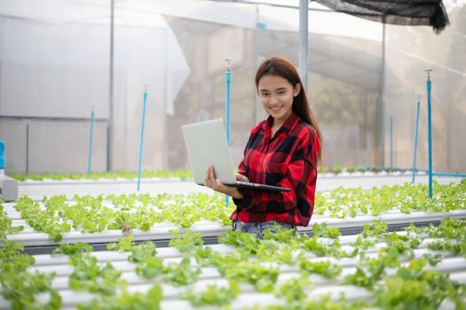 Asian woman farmer using tablet and notebook for inspecting the quality of organic vegetables grown using hydroponics.