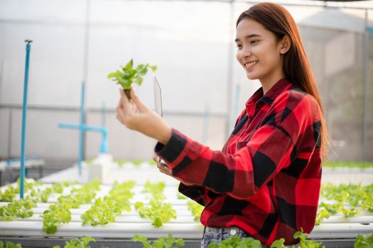 Asian woman farmer using tablet and notebook for inspecting the quality of organic vegetables grown using hydroponics.