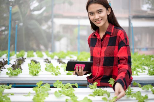 Asian woman farmer using tablet and notebook for inspecting the quality of organic vegetables grown using hydroponics.