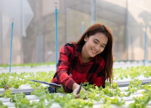 Asian woman farmer using tablet and notebook for inspecting the quality of organic vegetables grown using hydroponics.