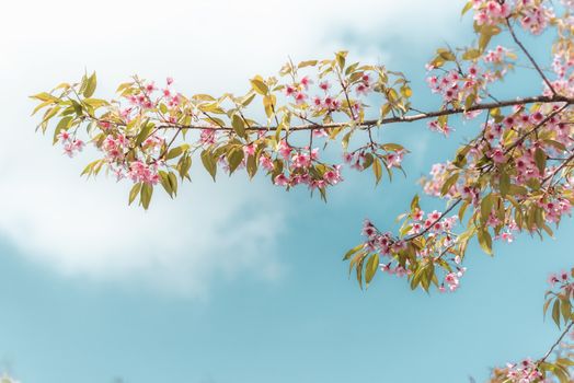 Pink Sakura Flowers is Blossoming in Spring Season, Beautiful Blooming Cherry Against Blue Sky Background. Natural Purity of Blossom Sakura on Tree Branch. Nature Plant and Flora