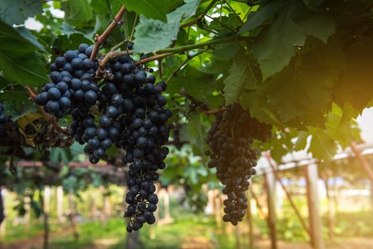 Fresh Ripe Grapes in The Vineyard at Sunset, Natural Background of Grape Fruit in Country Farming. Agricultural Harvest of Purple Vine in Valley